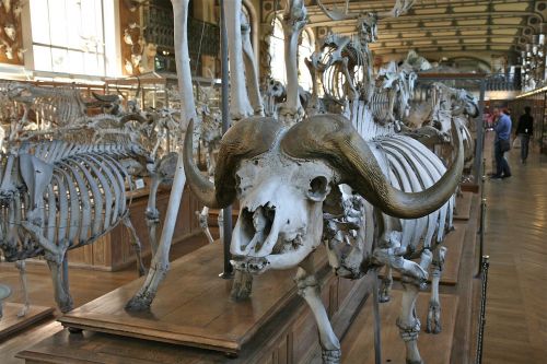 skeleton museum animal
