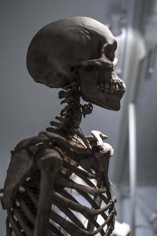 skeleton  bones  death