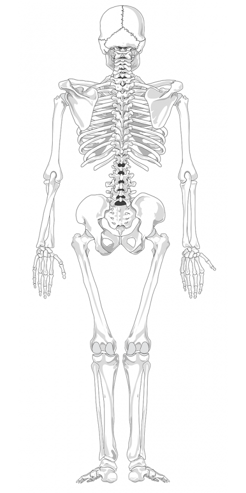 skeleton human skeletal