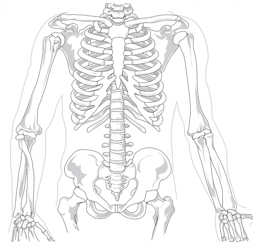 skeleton human diagram