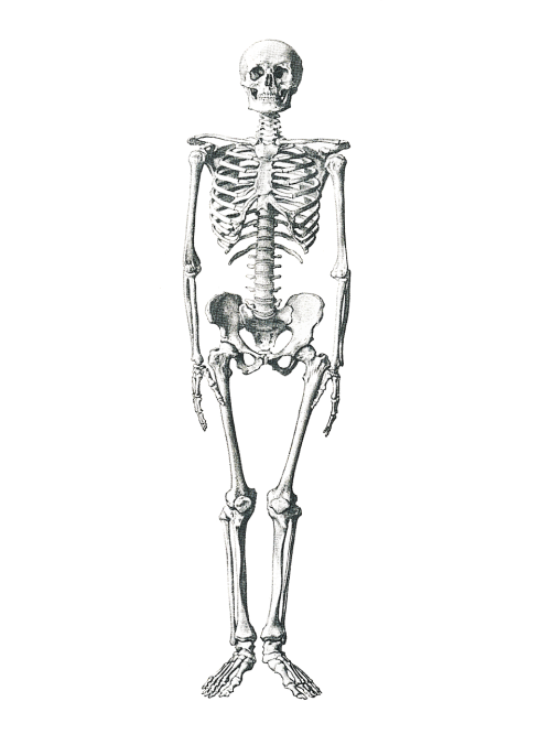 skeleton medical bone