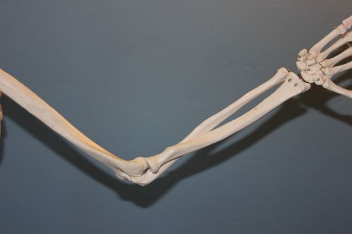 skeleton elbow anatomy