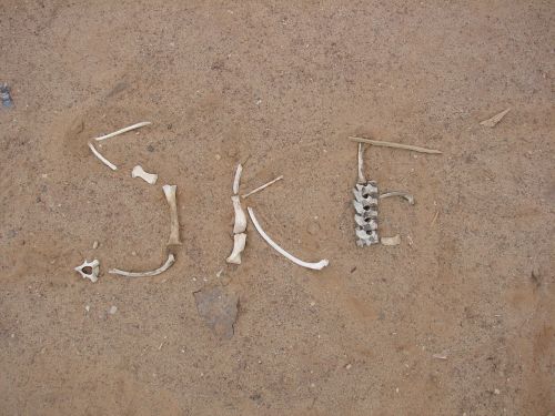 skeleton coast desert bone