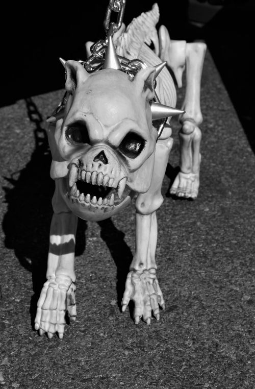 skeleton dog watch dog spiked dog collar