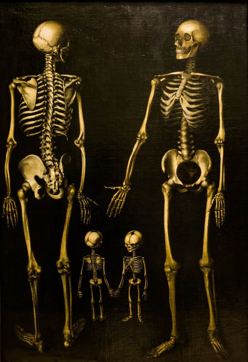 skeletons family box