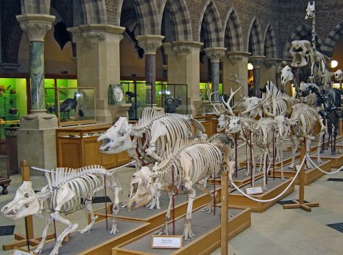 skeletons dinosaurs prehistoric