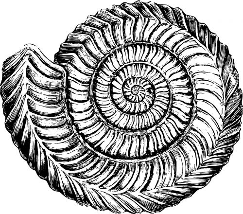 sketch shell sea
