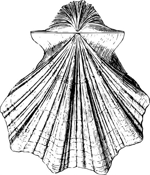 sketch shell sea