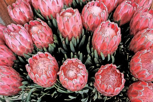 Sketchy Effect Of Pink Proteas