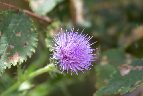 skewers  thorns  thorny