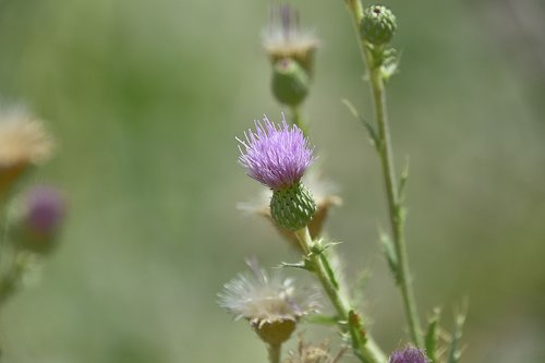 skewers  thorns  thorny