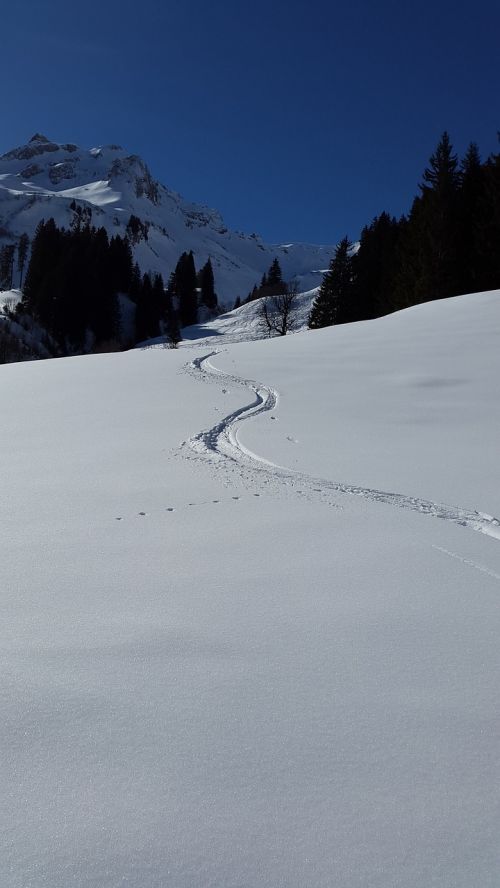 ski track backcountry skiiing ski