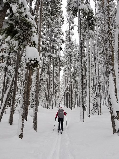 skier  cross country  winter