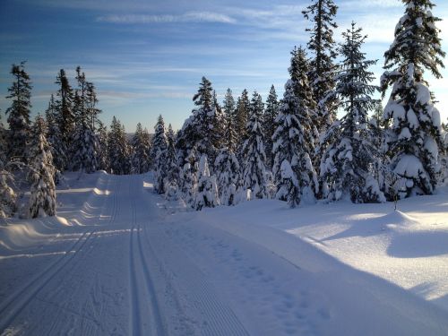 skiing ski nordic
