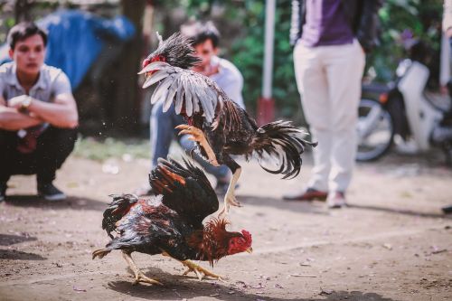 skill chicken cockfighting gamechicken