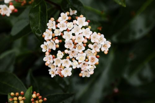 skimme flowers white