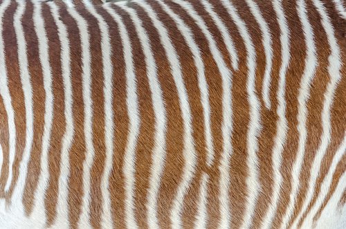 skin  zebra  striped