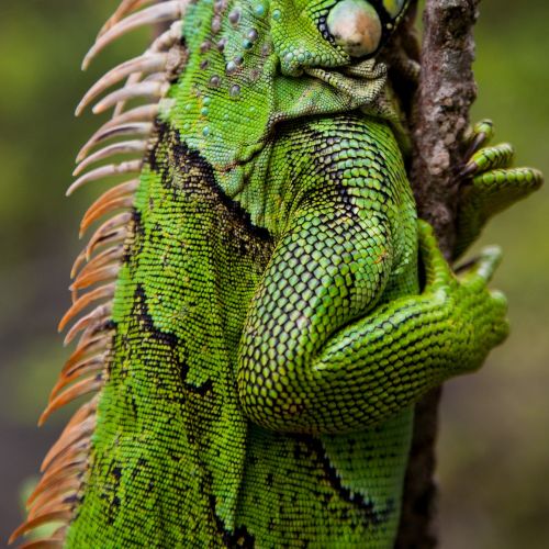 skincare iguana lizard