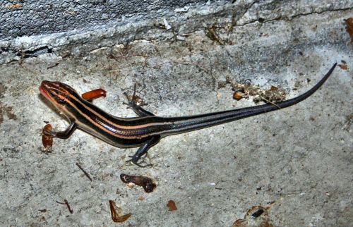 skink lizard reptile