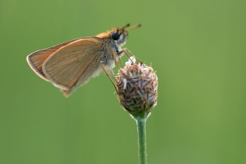 skipper butterfly macro