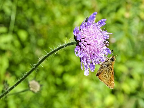 skipper knapweed butterfly