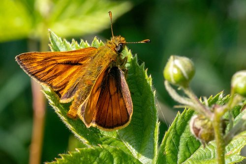 skipper  insect  butterfly