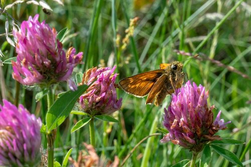 skipper  insect  butterfly