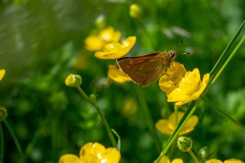 skipper  insect  butterfly