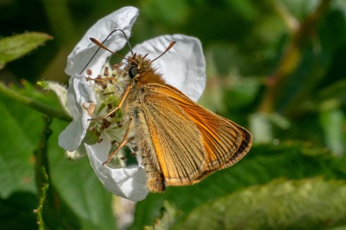 skipper  insect  butterfly