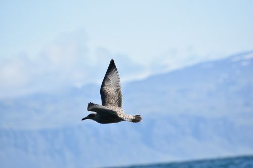 skua birds in flight nature
