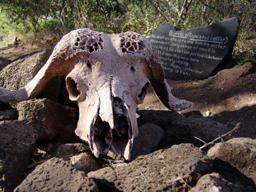 skull buffalo african buffalo