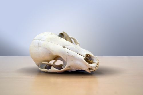 skull death raccoon