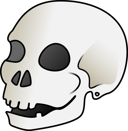 skull bones anatomy