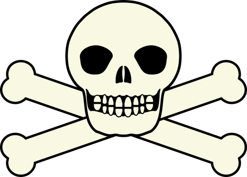skull pirate skeleton