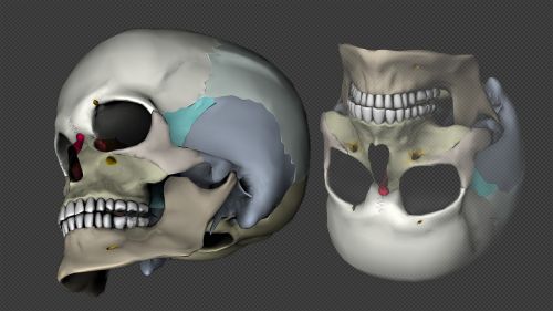 skull head 3d model