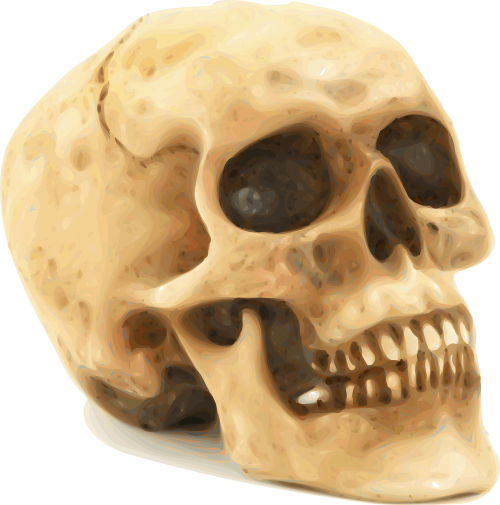 skull anatomy bones