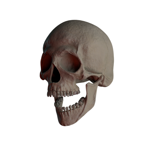skull skull and crossbones bone