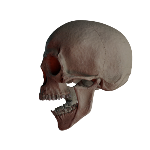 skull skull and crossbones bone
