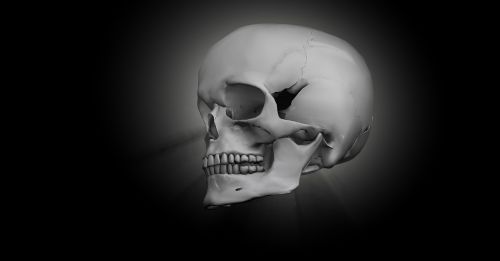 skull bone head