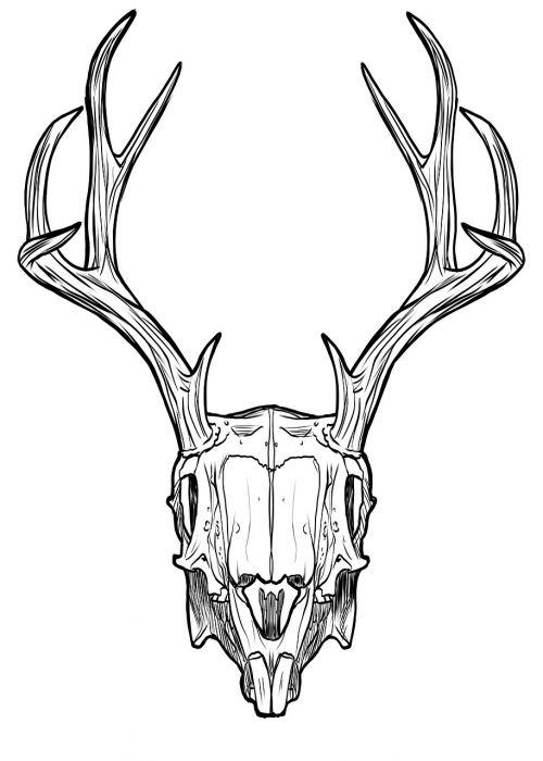 skull horns antlers
