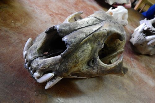 skull skeleton bone