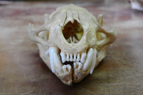 skull front teeth teeth