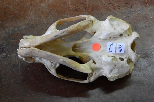 skull skeleton bone