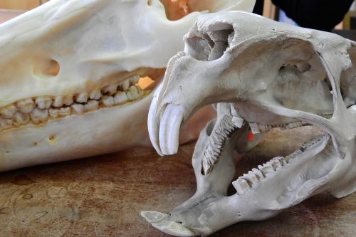 skull skeleton teeth