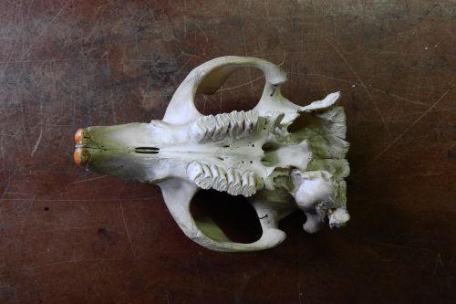 skull skeleton teeth