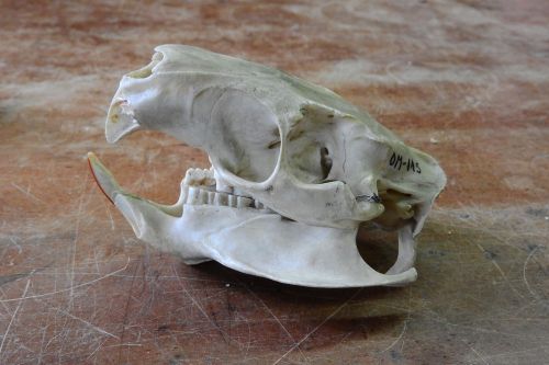 skull skeleton teeth