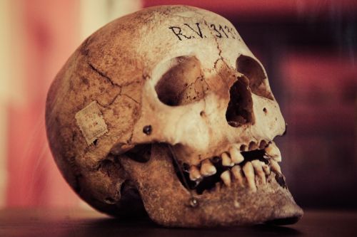 skull old human skull