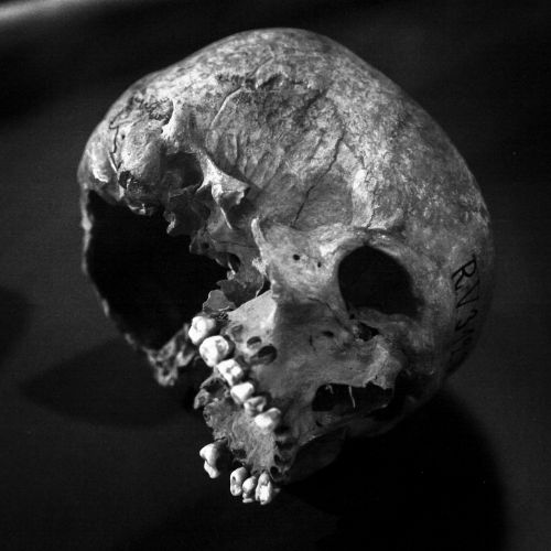 skull old human skull