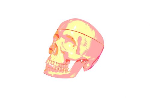skull the head of the the bones