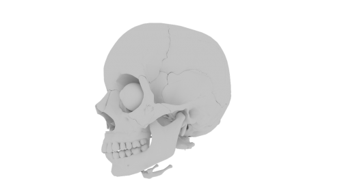 skull orbit skeleton